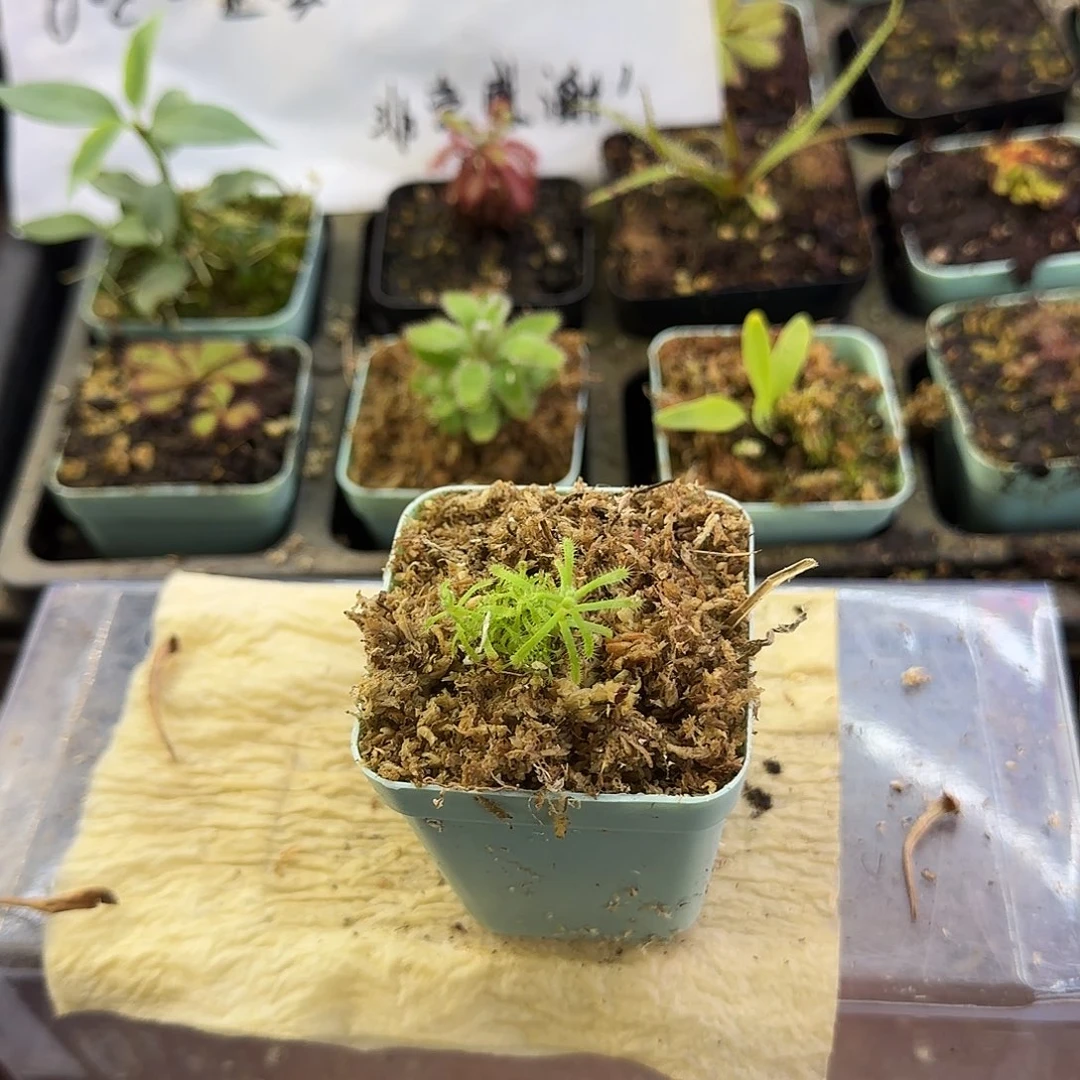 完全开放雄伟壮丽茅膏菜