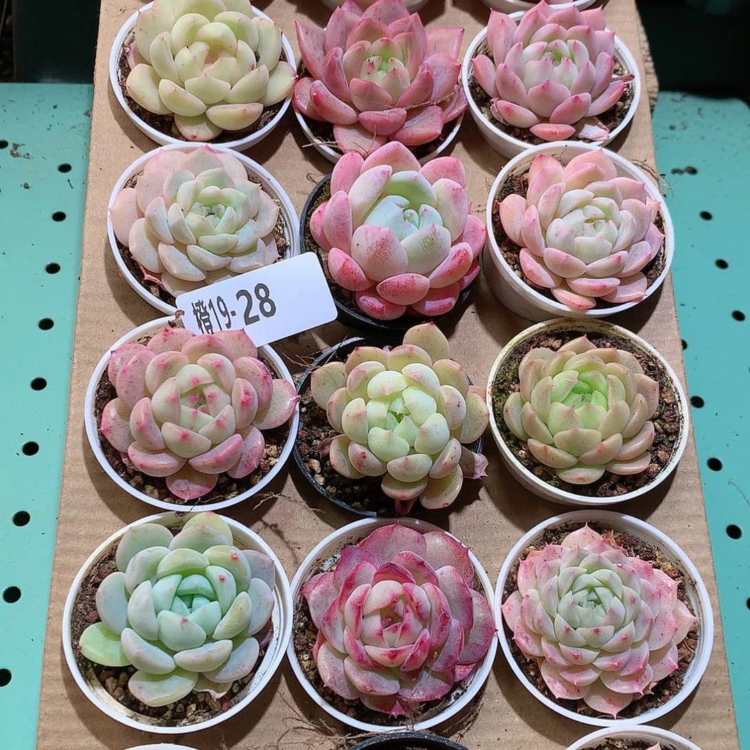 19-28一物一拍带盆18颗。