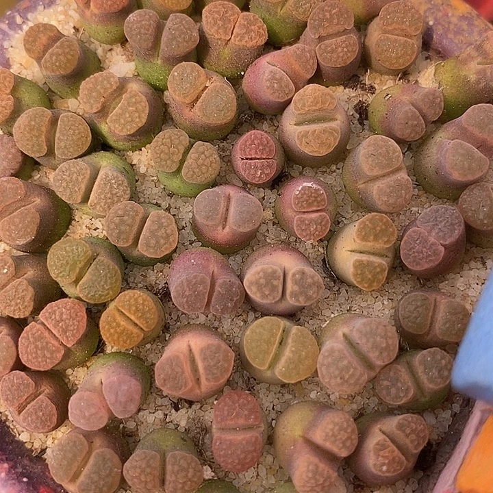 13535样本小磁铁一颗