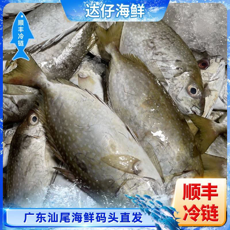 广东野生海捕泥萌鱼 苦提鱼