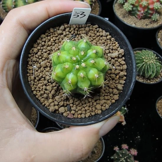 拿玻璃艺术侧芽自根带盆土发货