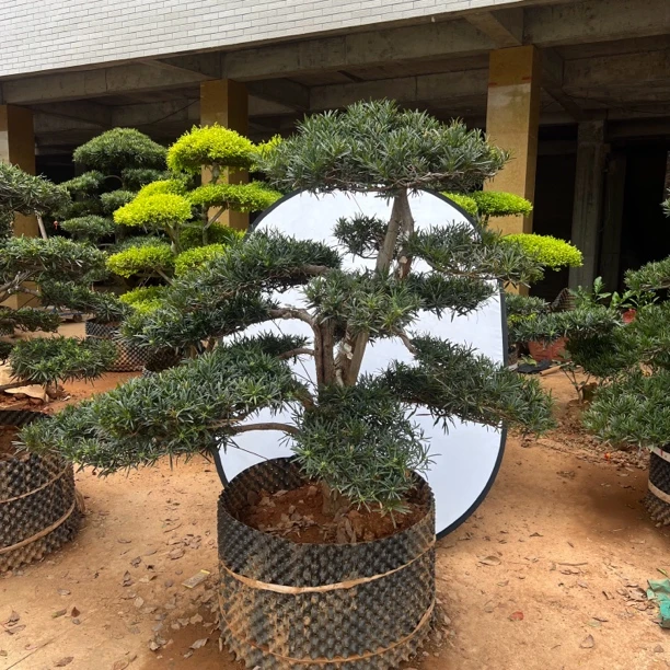 罗汉松造型树庭院景观绿植盆栽四季常青不落叶耐寒耐热