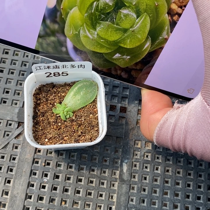 标签285许仙一个多肉