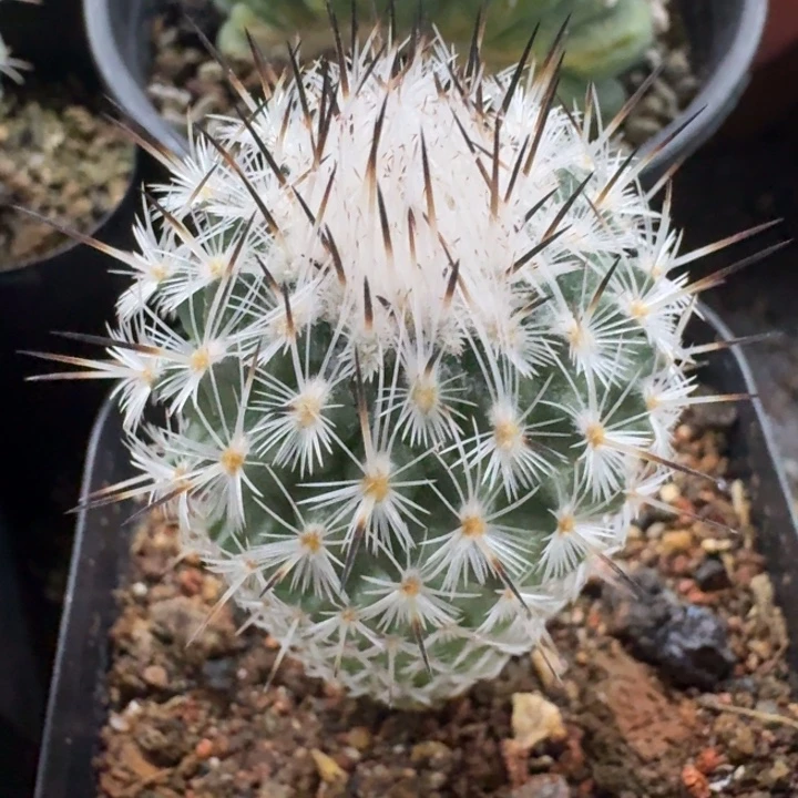 白针玉自根仙人球