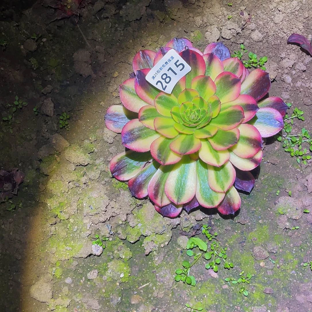 2815火狐多肉植物