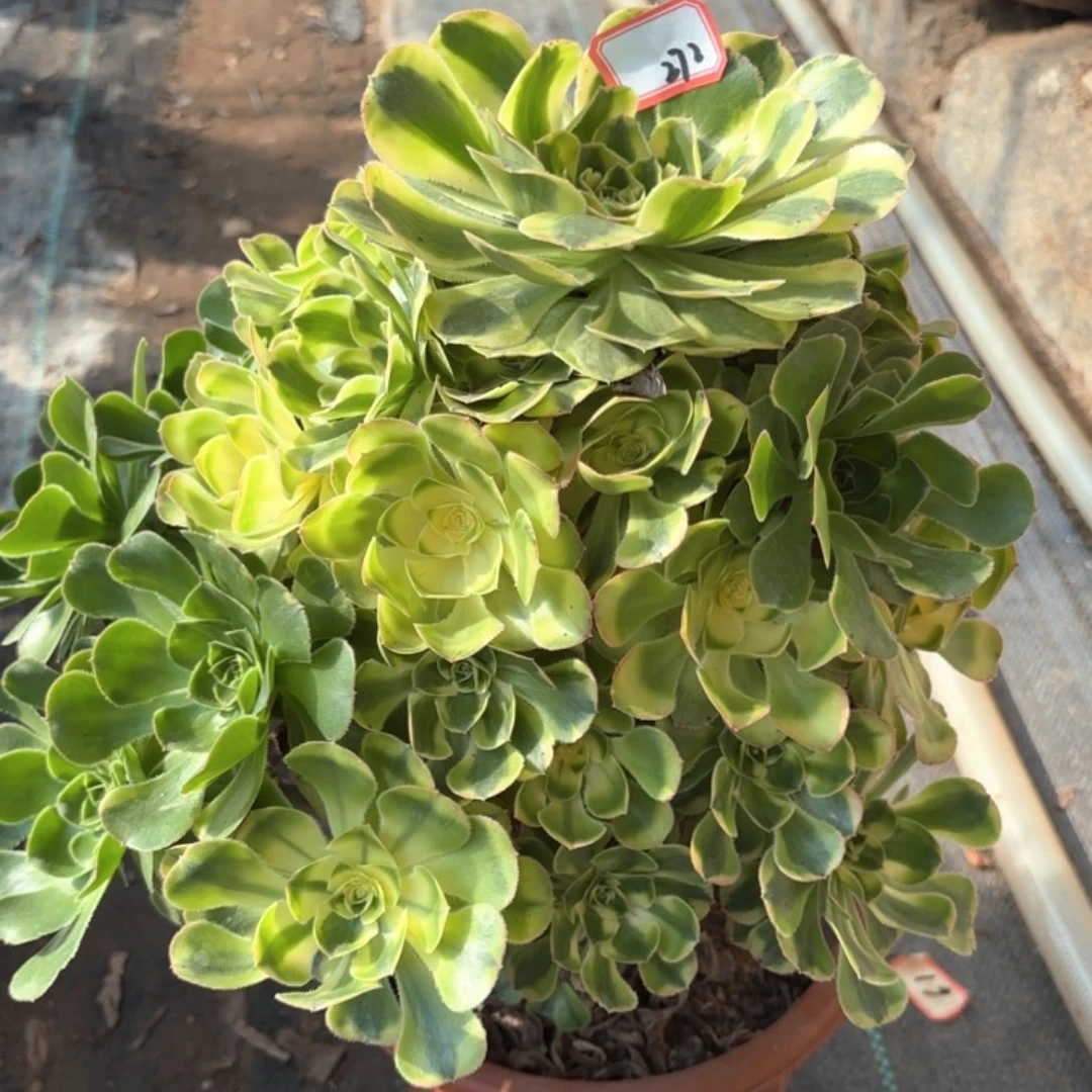 全部花朵272白兰地多肉植物