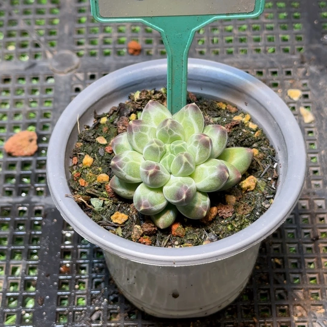 多肉植物申公豹339