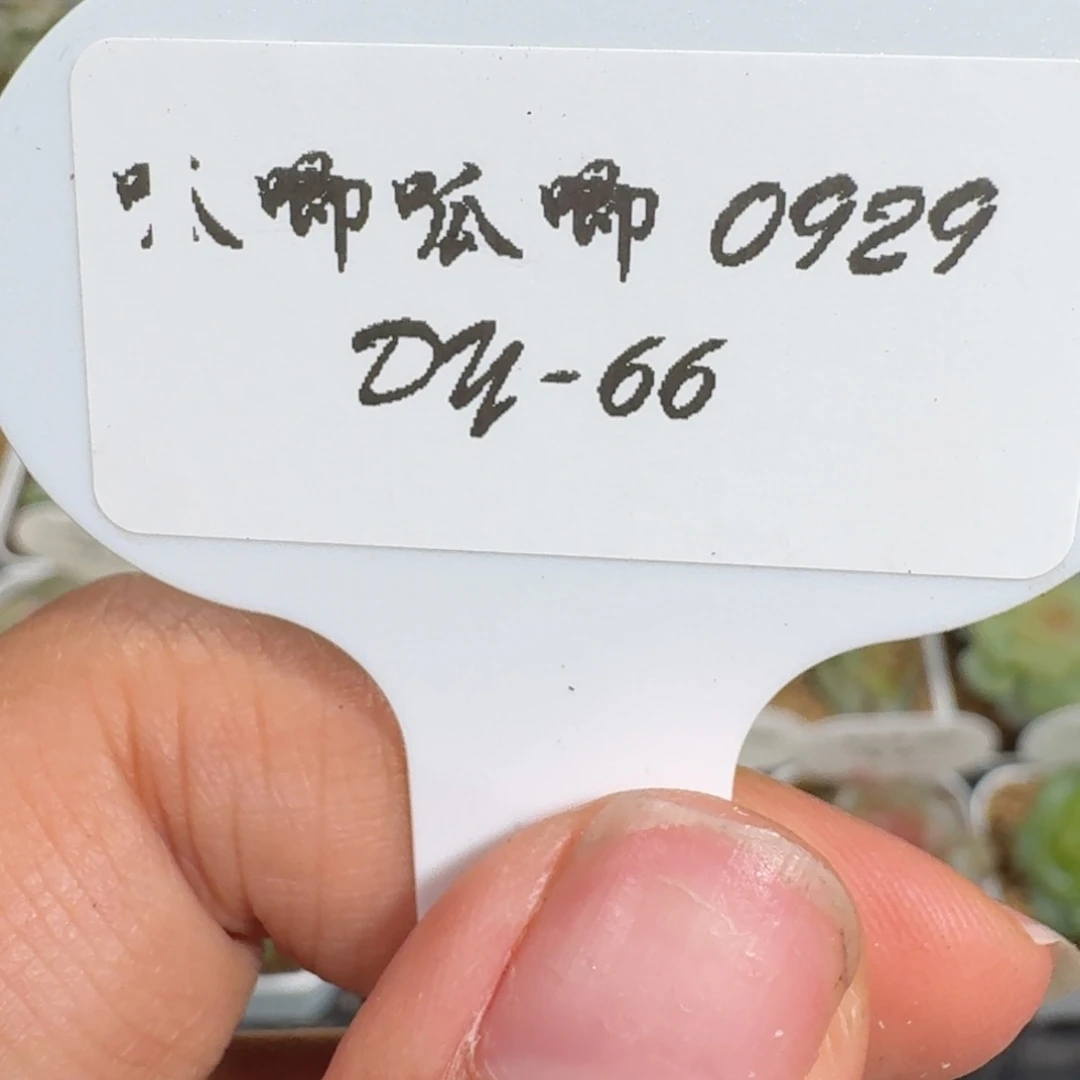 玄***雀0929-066-两颗打包