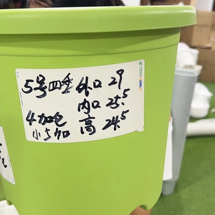 特价5号四季口29高24.5果绿6只无托