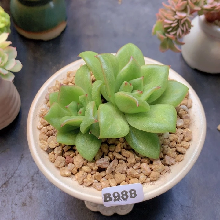 一物一拍含盆土满38包邮B988