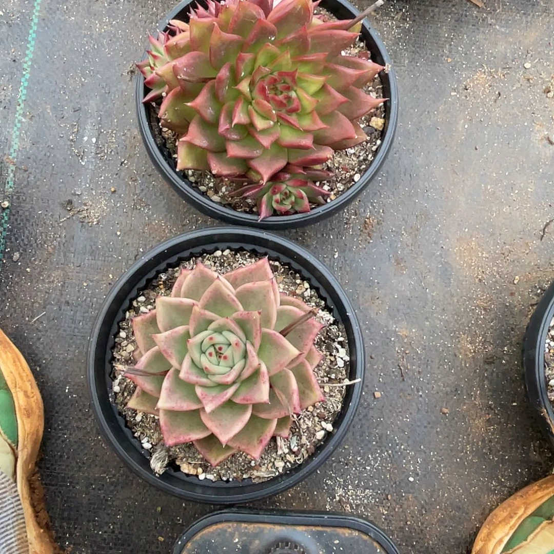 亿***市若如东云组拍A431