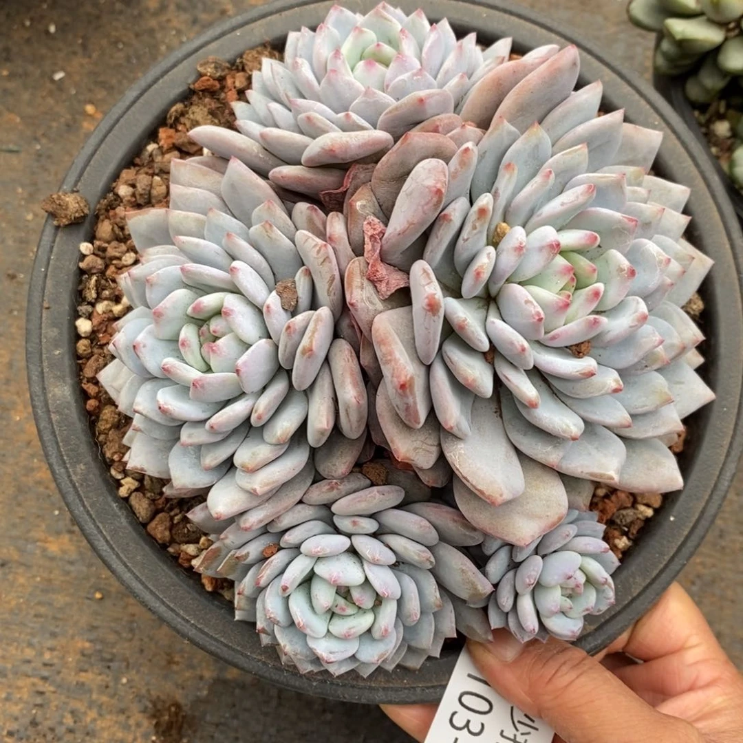 两单包邮1103-37星星橙