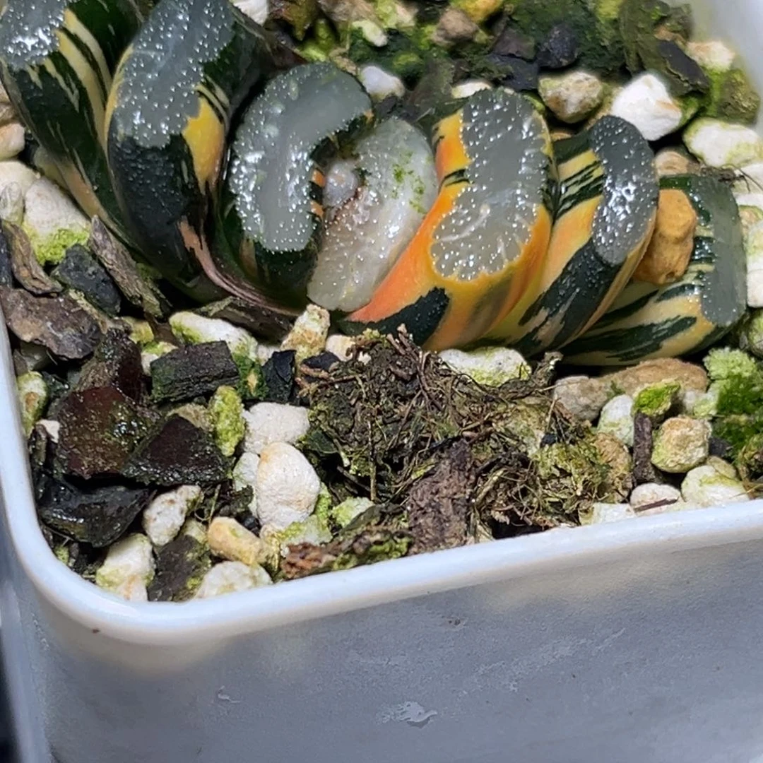 十二卷多肉1537晚霞