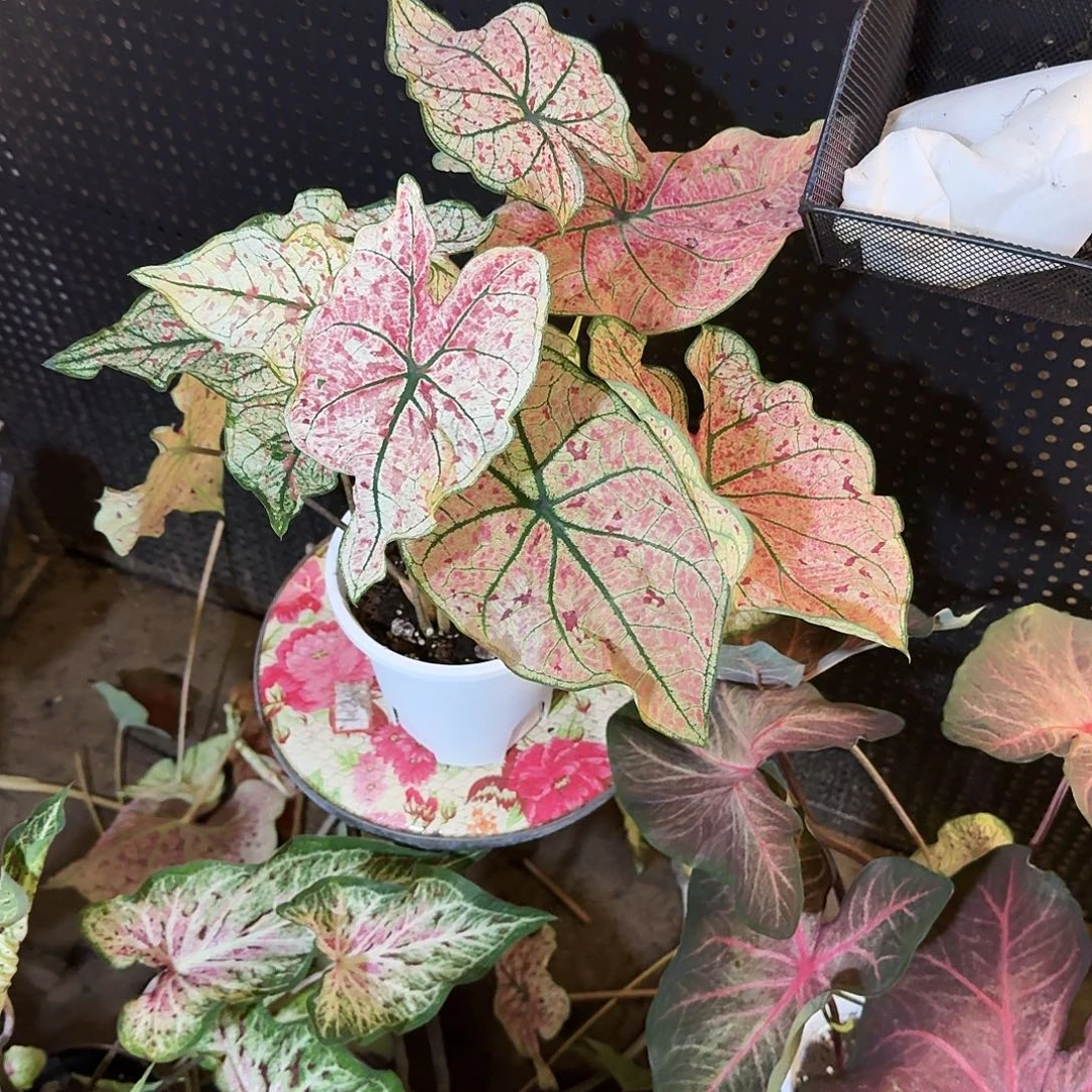用***1完全开放红酒飞溅无售后