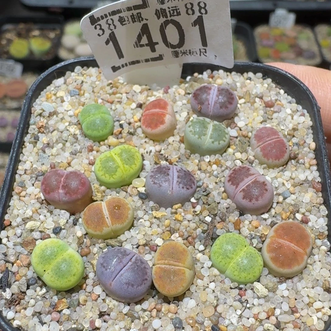 Ssss精品生石花1401