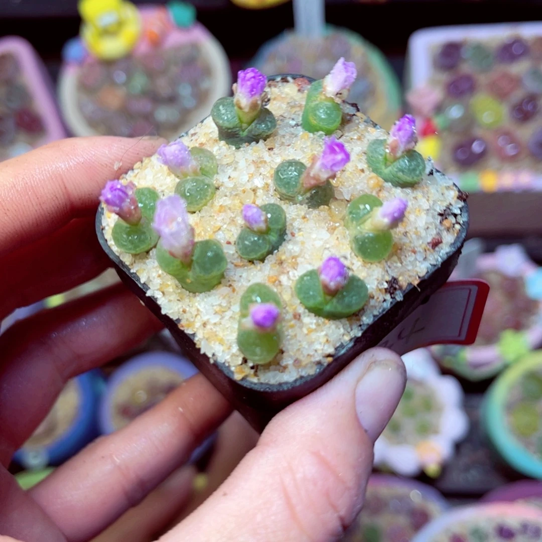 534脱土发11111111111111