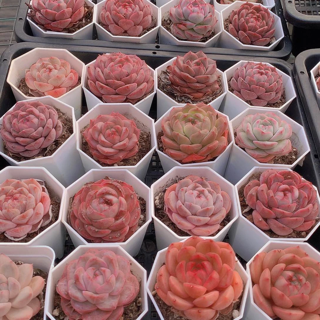 7颗组合23567899000件