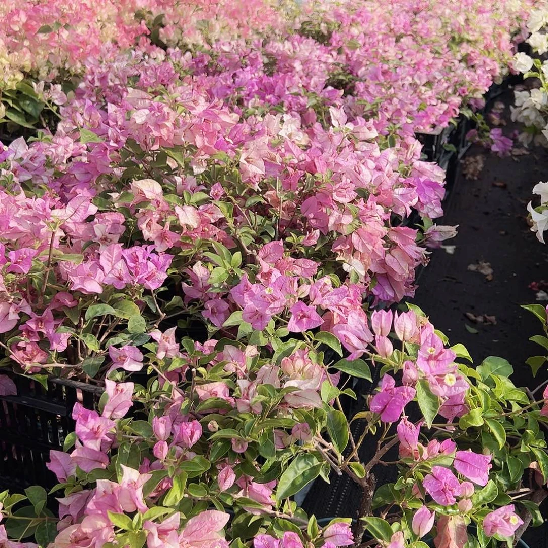 大部分花苞少量开放雪紫掌中宝一棵