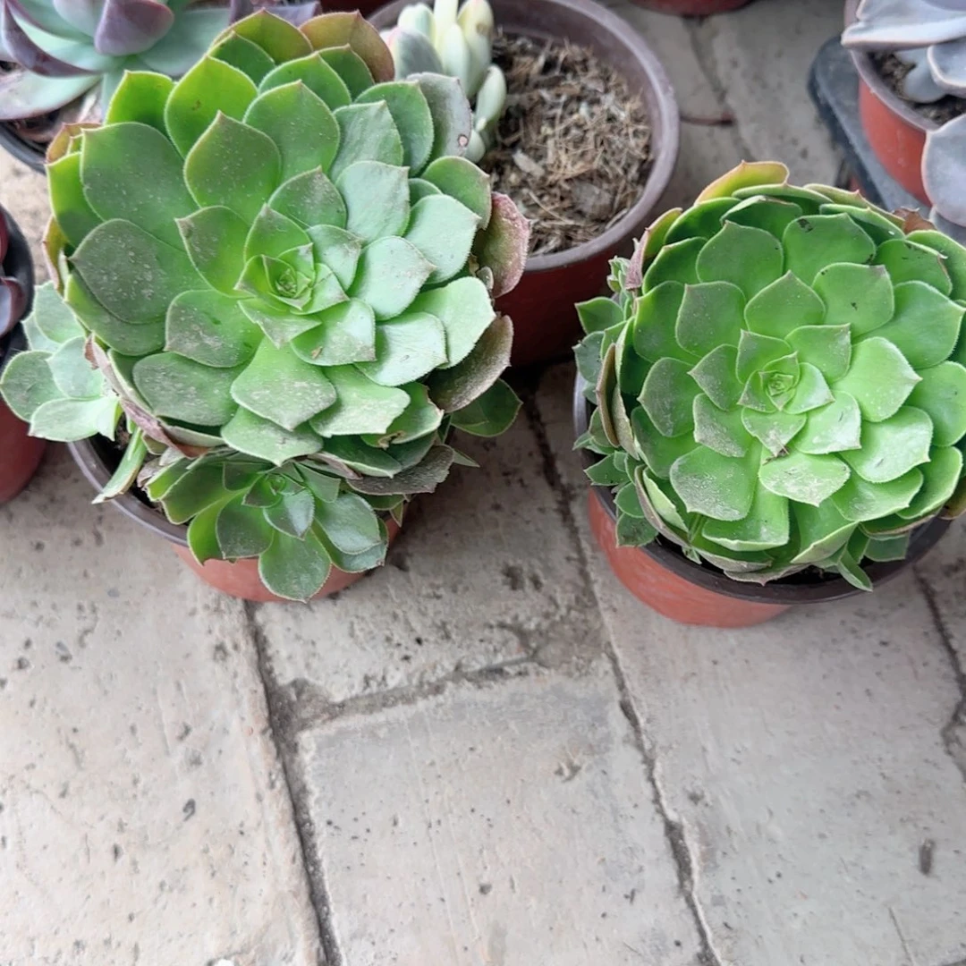 无花朵90小万圣节