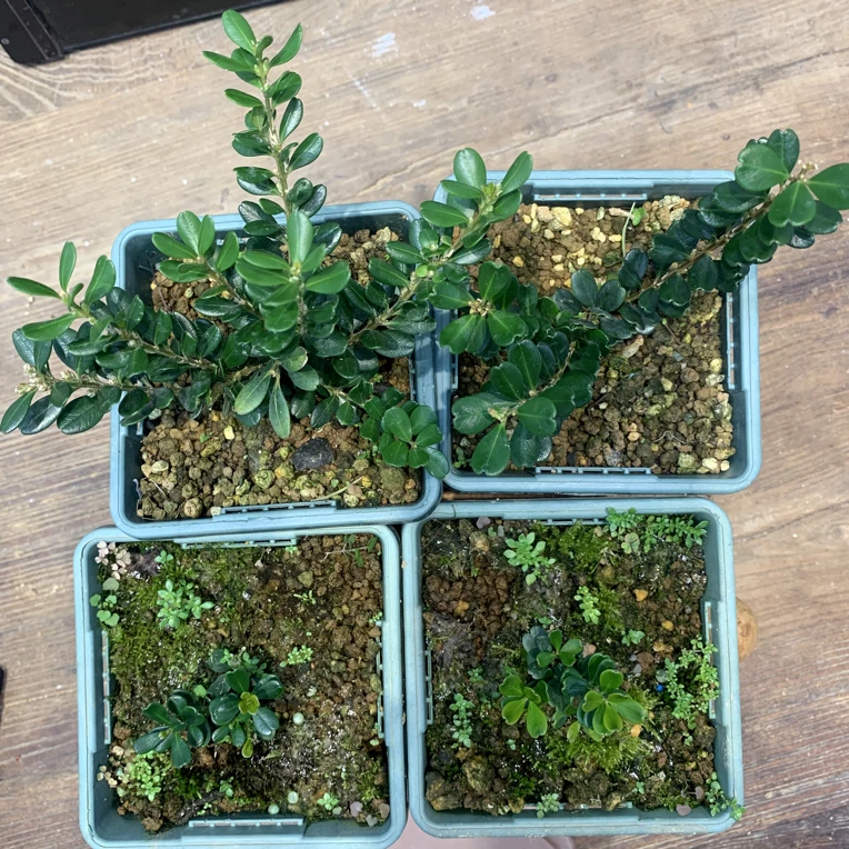 凤米黄杨帝王珠小苗茶台绿植小品一物一拍含盆包邮
