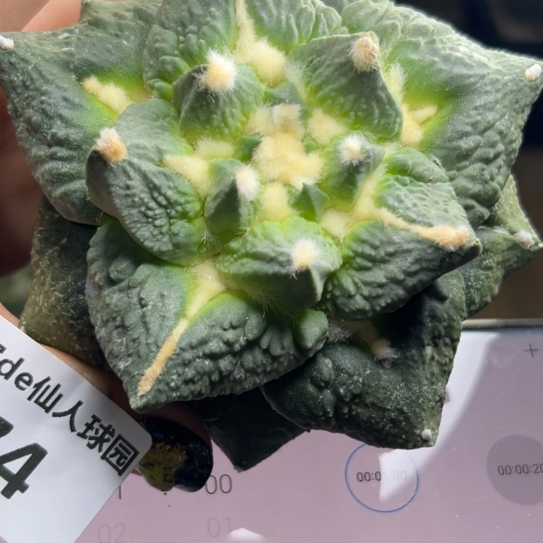雪***胡674 袖蒲嫁接 仙人球