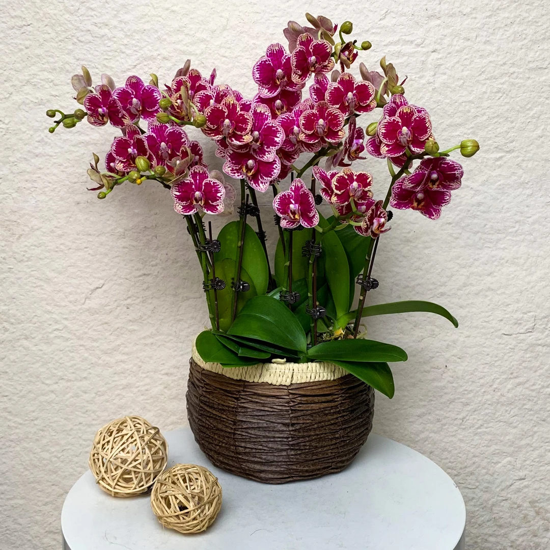 【可乐】欧品蝴蝶兰 复古色系 带条纹轻奢高级感花卉