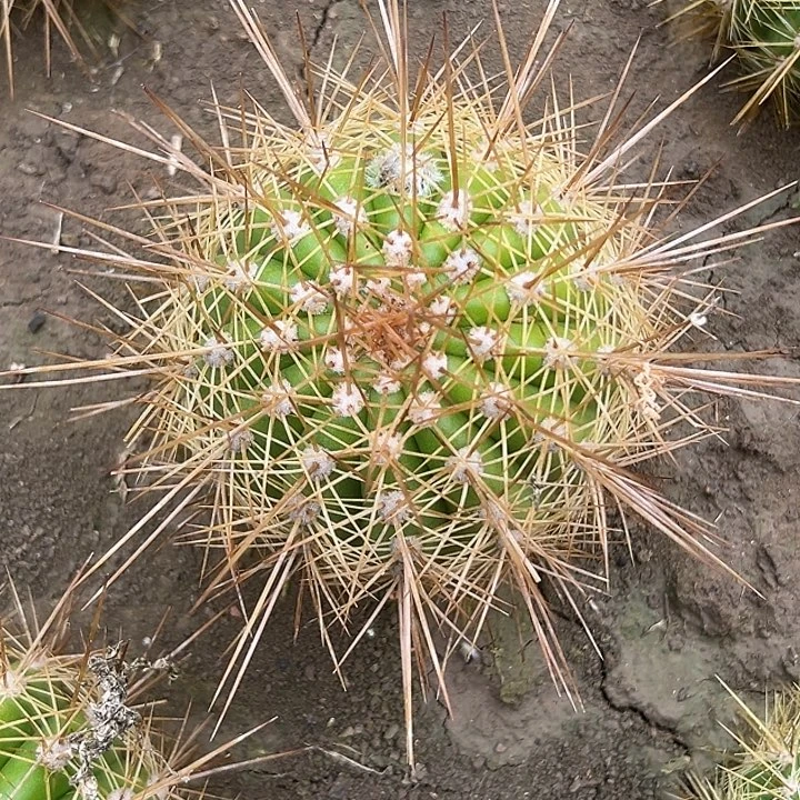 清清公主根带花，