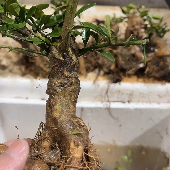 ****哥无花朵金豆盆景金豆