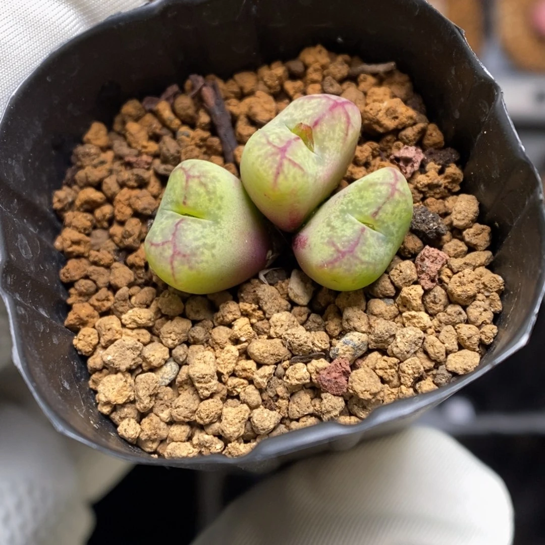 多肉植物肉锥杂交K-3811 墨杂