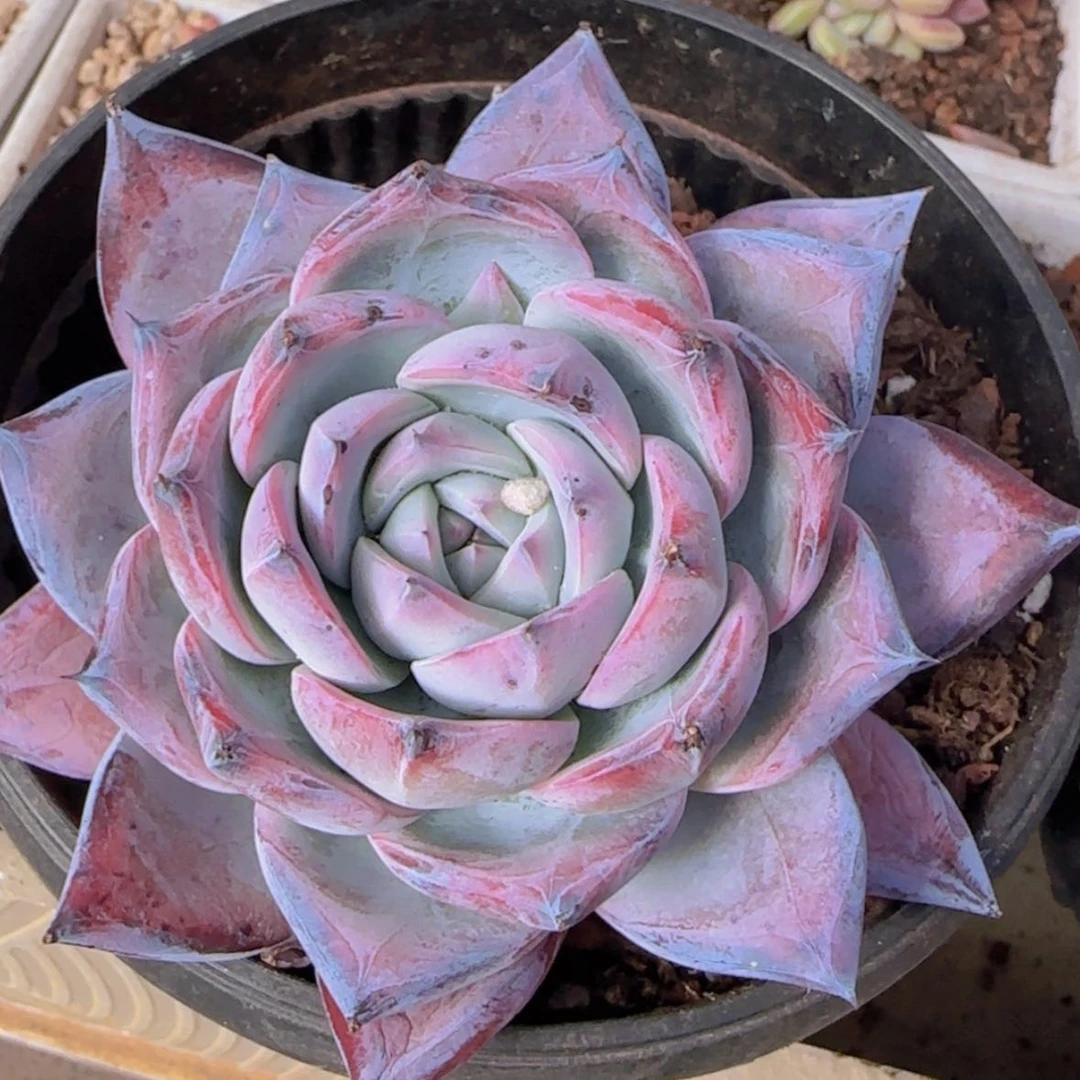 【闪购商品】黑卡，