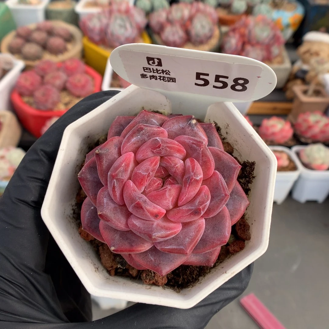 反*序558 琥珀多肉多肉