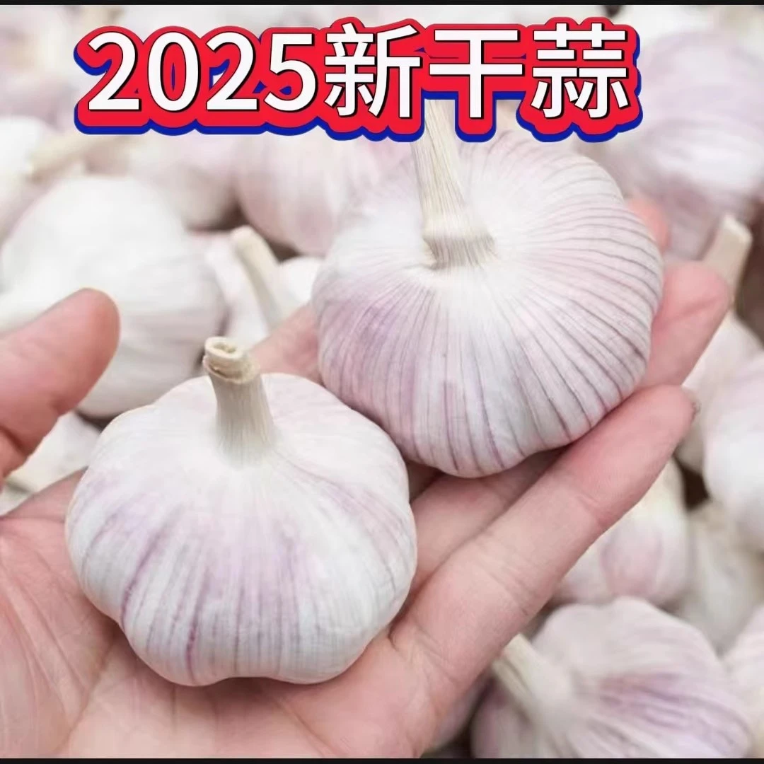 新蒜大蒜头农家大蒜产地直销批发商超采购基地紫皮大蒜手工精选