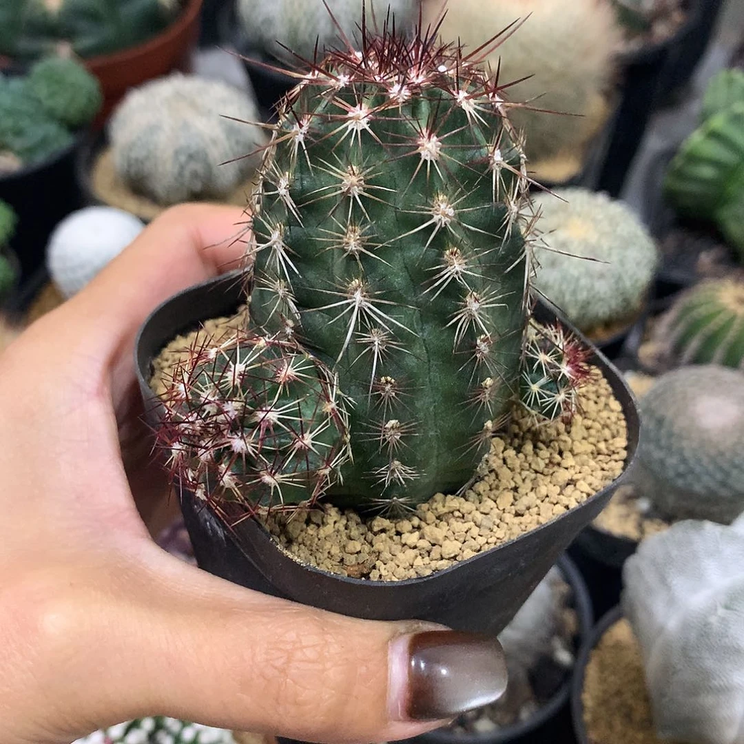 实生根青花虾仙人球