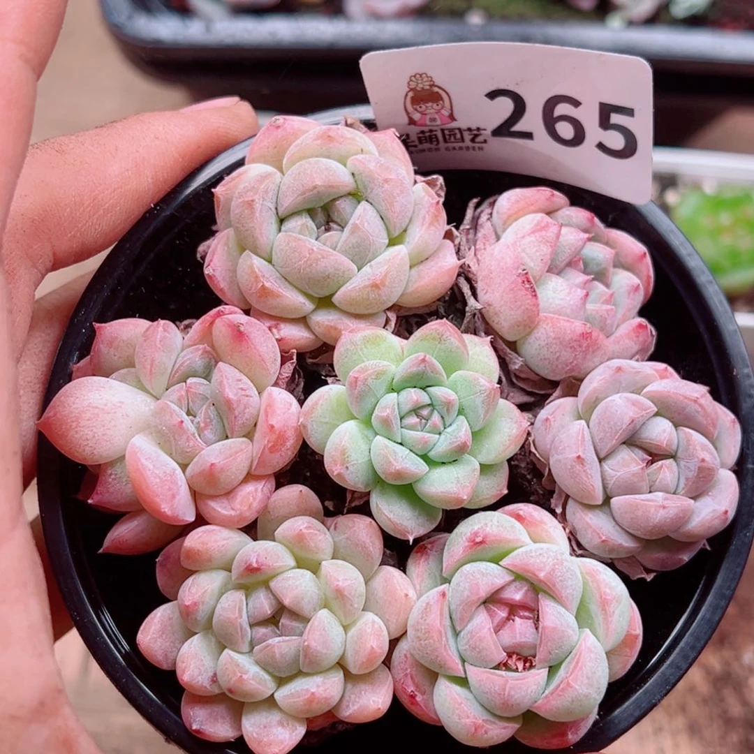 多肉植物多肉植物