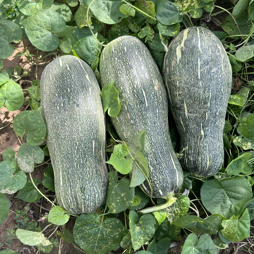 河南农家山地自种老品种新鲜嫩南瓜嫩瓜南瓜农家露天南瓜嫩瓜南瓜