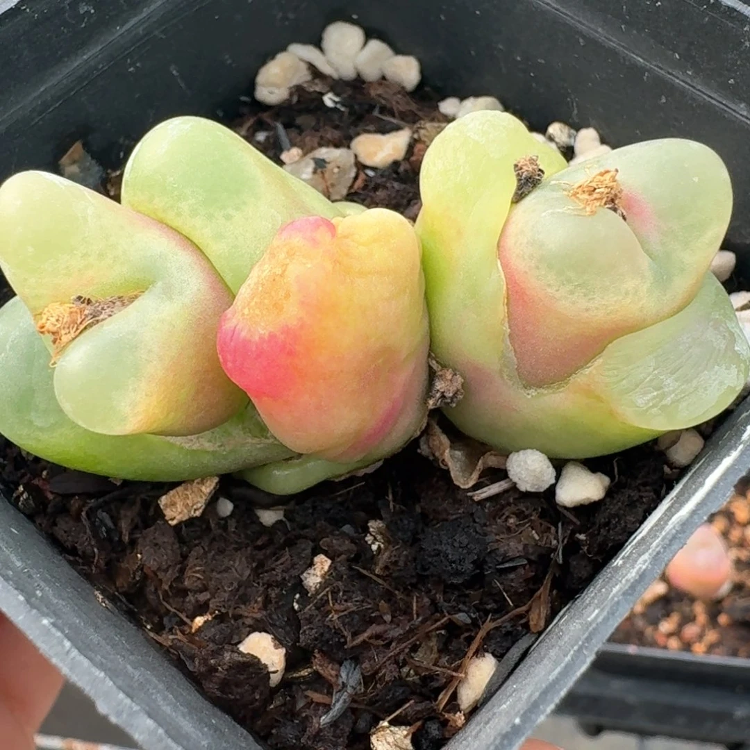 115带盆土发货，谢谢您