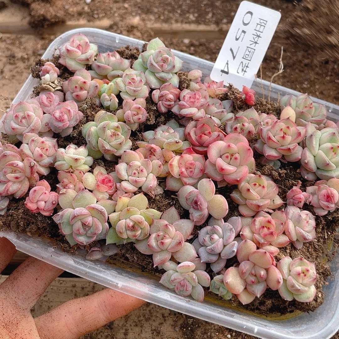 请***2多肉植物多肉植物574