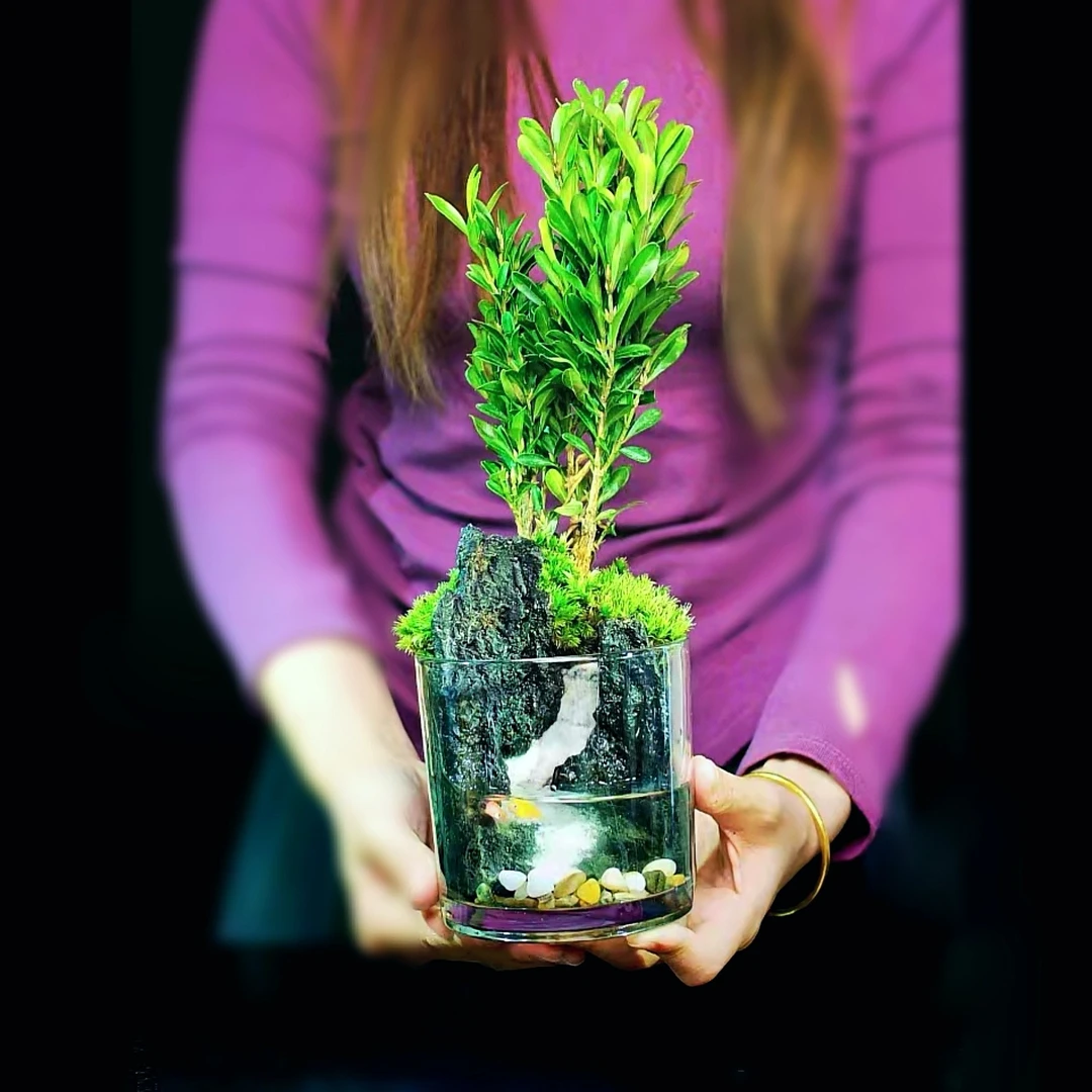 【蜀韵】 流沙瀑布 新品高货 老桩黄杨 山水桌面景观10*10