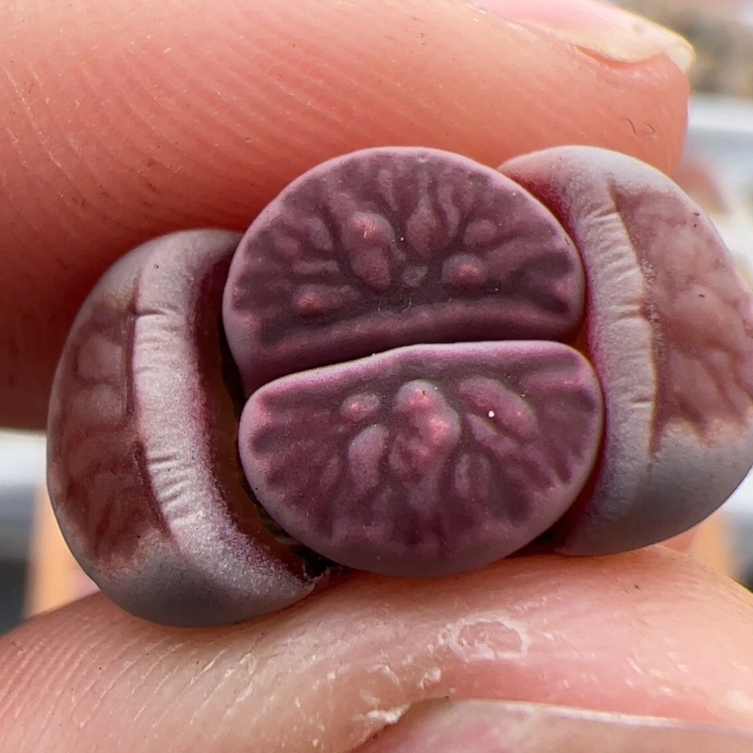 0288号紫菊 多肉植物