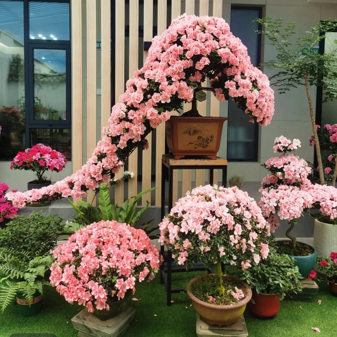 粉色造型一帆风顺杜鹃花冬季开花植物室内盆栽花卉四季开花好养
