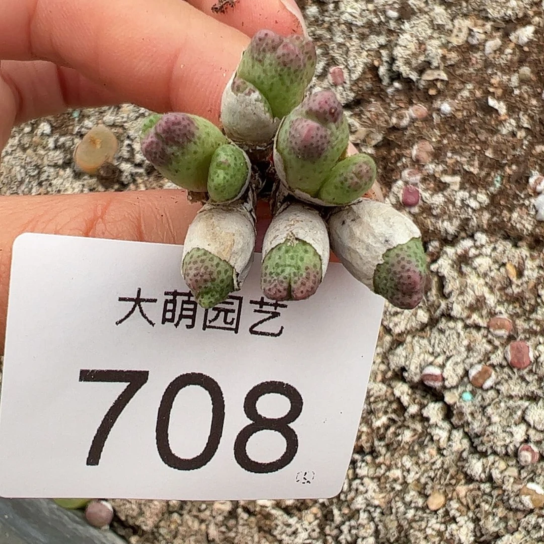 一物一拍。    708