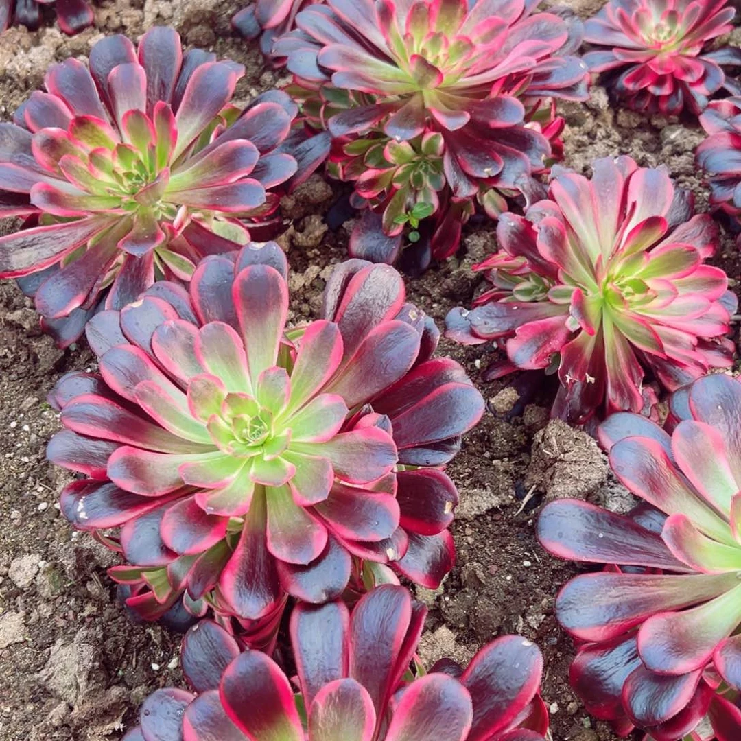 蛇毒美杜莎多肉植物叶展18-20