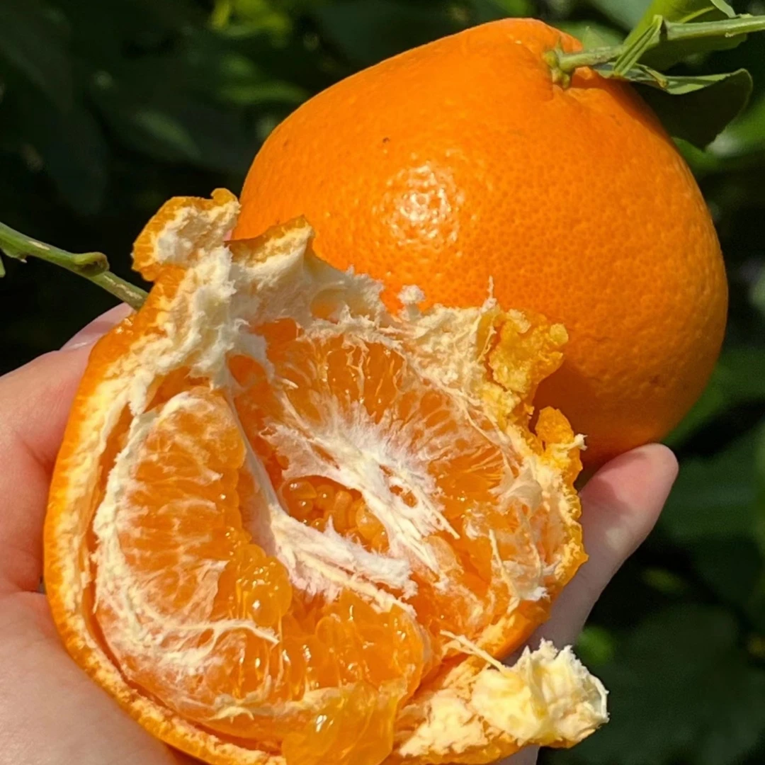 四川耙耙柑中果，甜，爆汁，皮薄，新鲜400g耙耙柑四川省广安市