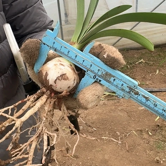 爱神4.5～5开花包对版