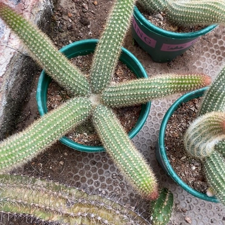 邓*云仙人球玛丽珍五头一物一拍