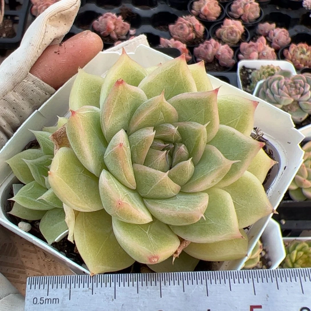 552 多肉植物组合盆栽