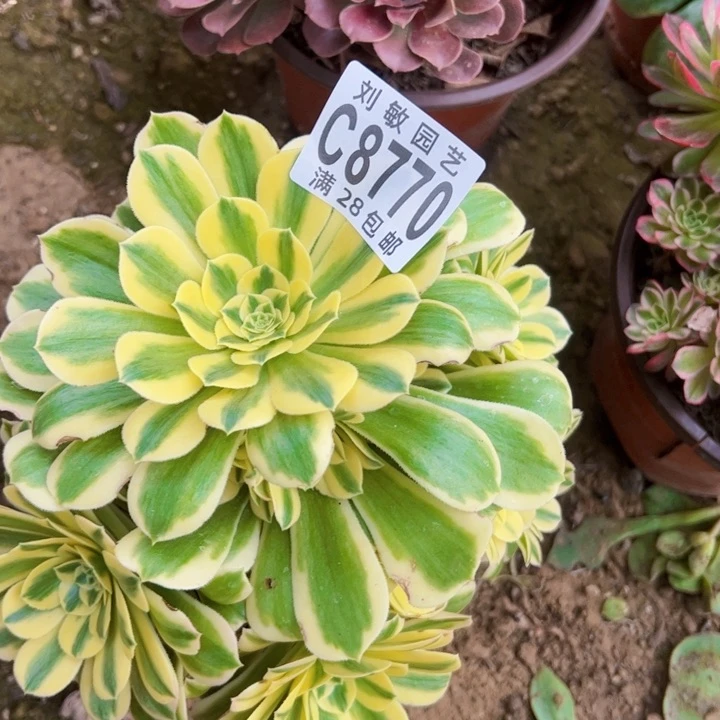迈巴赫多肉植物法师8770