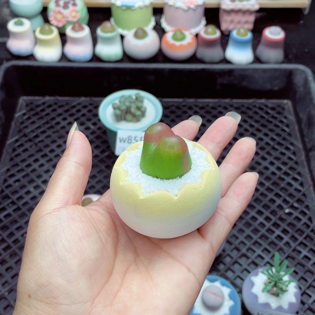 苗*?w8554 带盆土发货一物一拍