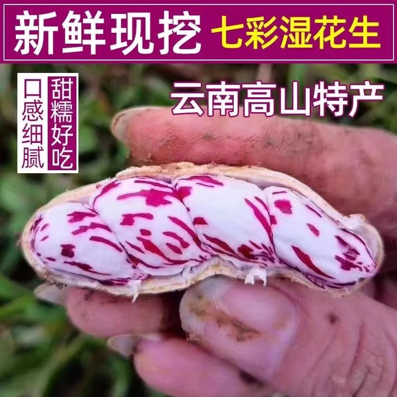 【云南七彩水果湿花生】农家自种 新鲜带壳颗粒饱满 口感脆甜