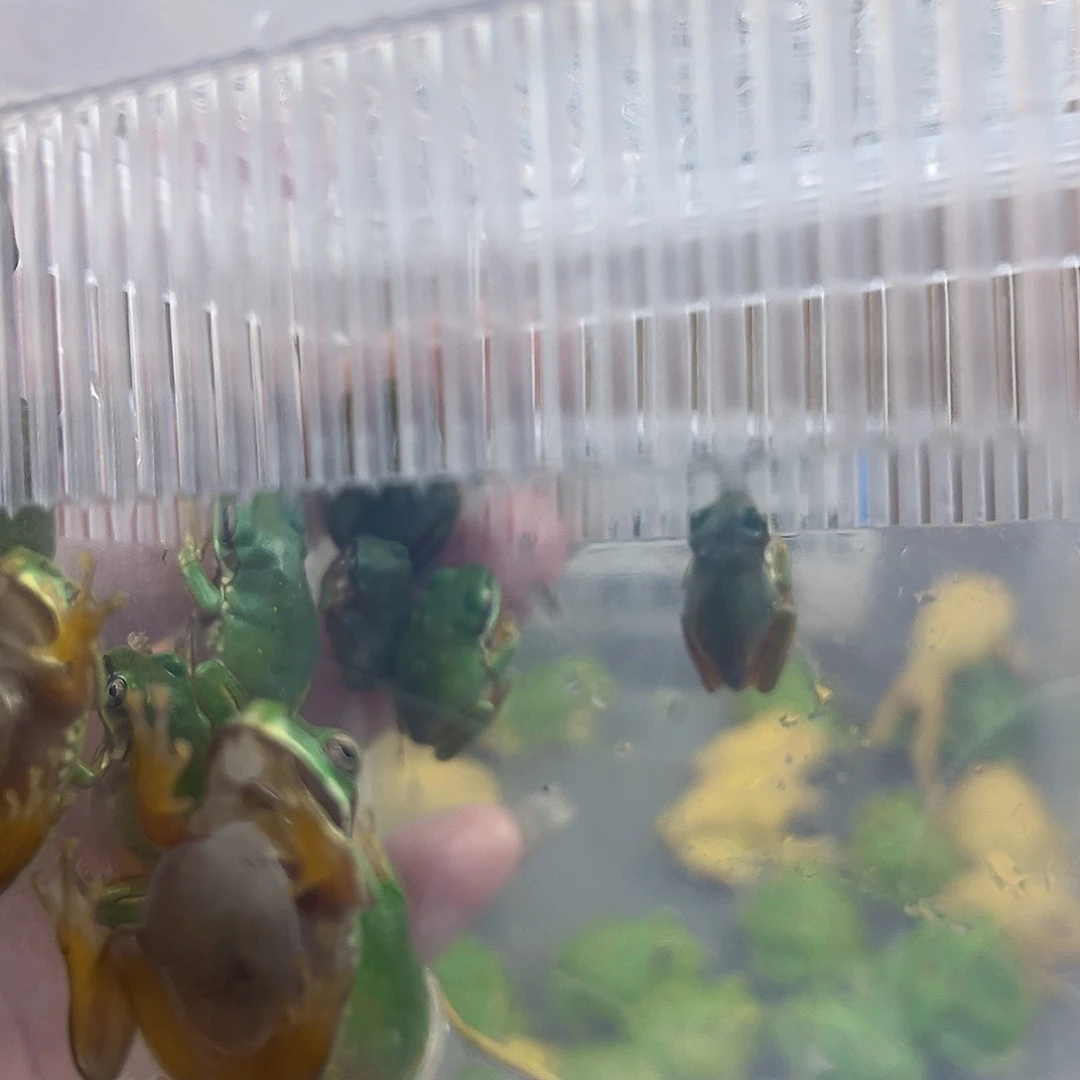 角蛙姥爷树蛙50元3只100元7只